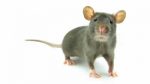 Pest Control