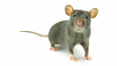 pest control